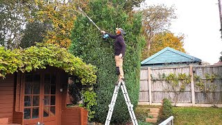 Huge Conifer False Cypress Light Shaping  Trimming [upl. by Oinotnas]