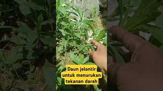 Daun jelantir Urtica dioica [upl. by Nelyak997]