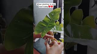 Philodendron plant easy to grow♥️ like song subscribe comment [upl. by Gunner]