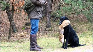 Just a curly coated retriever [upl. by Siana43]