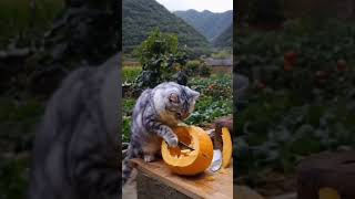 Kitten meowing attract😻😻 lovestory trending cat funny [upl. by Okramed547]