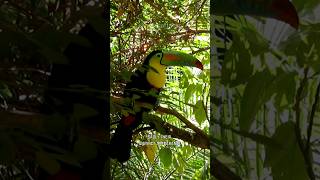 Toucan  Most Unique Vibrant Wonder [upl. by Tnilc]