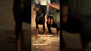 Champion Line 🏆 Doberman puppies for sale in solapur pune ✨️ 🔥 doberman pets shorts [upl. by Alleinad]