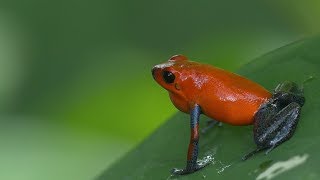 Strawberry Poison Dart Frog life cycle  Ciclo de vida de la Rana Roja [upl. by Casper840]