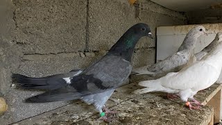 Мои Сизые ракеты 🚀göyərçin pigeon голуби tauben голубидагестана [upl. by Ellenej]