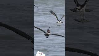 birds ospreys wildlife ospreycam ospreyeurope wildlifephotography nature photography [upl. by Dorrahs]