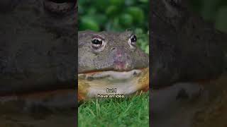 Mayor Sourdough getsadventurous 🐸 shorts funnyanimals kidsvideo [upl. by Winslow]