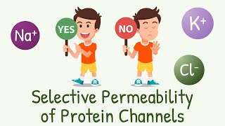 Why Channels Allow Some Ions but not the Others  Selective Permeability of Protein Channels [upl. by Christenson]