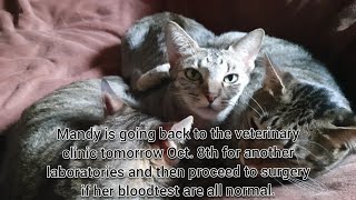 CAT MANDYS VET VISIT Tomorrow is the DAY for Laparotomy Surgery [upl. by Eihpos173]