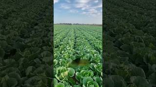 Farmer Every Problems Solution shorts agriculture farming [upl. by Atirac]