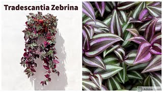 Tradescantia Zebrina Care Guide [upl. by Refinney]