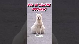 Pregnant dog videos shorts [upl. by Emili379]