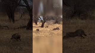 Warthogs Narrow Escape from a Confused Lioness [upl. by Ahsiei]