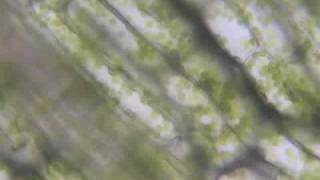 Cytoplasmic streaming in Elodea [upl. by Yerffoej]