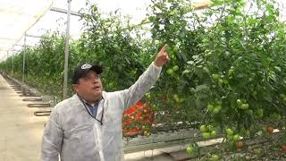 Produciendo Tomate Bola con 46 C en Lamanna Premier Sheppardton Australia 21 de enero de 2020 [upl. by Aliel]