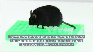 Odoribacter laneus given orally improves glucose tolerance and inflammatory profiles in obese mice [upl. by Recor]