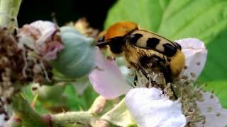 PinselkäferTrichius fasciatus 虎皮斑金龜子  Bee Beetle [upl. by Prager778]