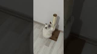 animals cat kediler kedi shortvideo shorts [upl. by Aken]