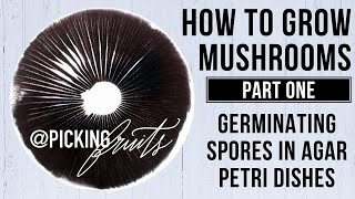 How To Grow Mushrooms Part One Germinating Spores In Agar Petri Dishes [upl. by Eahsel]