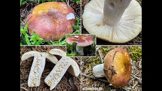 Pilzportrait  ZedernholzTäubling Heimtückischer Täubling Schärfster Täubling  Russula badia [upl. by Bilat]