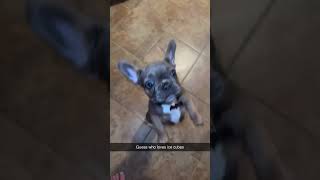 Frenchie puppy loves ice cubes [upl. by Tterb]