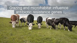 Grazing and microhabitat type affect antibiotic resistance gene distribution in grasslands [upl. by Bac943]