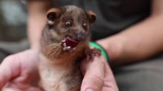 RINGTAIL POSSUM TRIES GRAPES [upl. by Bertrando]