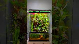 What lIves in a Paludarium fishtank aquarium plantedtanksforever plantedtanksetup fish shrimp [upl. by Cavill]