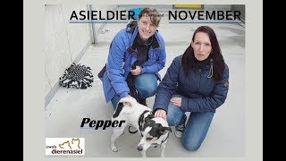 ASIELDIER van november PEPPER een Boeren Fox [upl. by Atinehs]