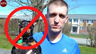 5 REAL Reasons not to get a Miniature Pinscher [upl. by Sellers]