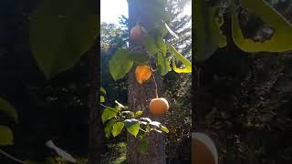 Pear Trees The Ultimate Permaculture Garden Addition [upl. by Githens181]