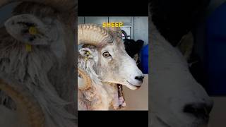 Octogenarian Clones Giant Sheep for Hunting Faces Legal Consequences humor clone sheep science [upl. by Karlee901]