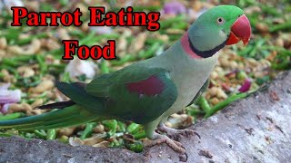 Alexandrine Raw Parrot Eating Food parrotvlog angelthevlogerr talkingparrot birds parrot viral [upl. by Noslien]