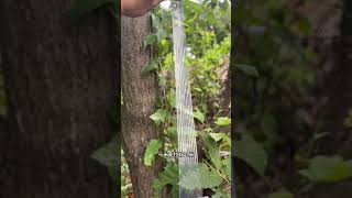 quotAdvanced Tree Grafting Techniques For Experienced grafters Onlyquot [upl. by Wilson583]