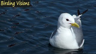 Kittiwakes  wild coastal Norway [upl. by Hengel]