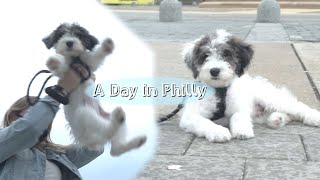 Victory Training My Puppy Up The Rocky Steps in PA [upl. by Ennayk]