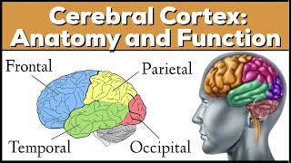 Lobes of the Brain Cerebrum Anatomy and Function Cerebral Cortex [upl. by Lovash638]