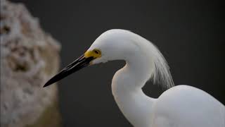 Snowy Egret or Great Egret [upl. by Tommi]