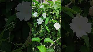 Thunbergia Fragrans White Lady is a Fast Growing Vine shorts [upl. by Per]