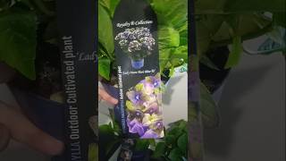 Hydrangea Black Knight Lady Mata Hari Blue 800 грнь продаж flowers hortensia garden plants [upl. by Ammadis]