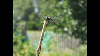 Dragonflies In The Garden Natures Mosquito Control [upl. by Gleason753]