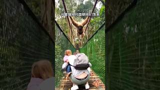 🐒Funny moments😂 a monkey cross a bridge monkey shortvideo [upl. by Araiet]