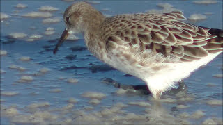 Combatiente Calidris pugnax Ruff [upl. by Airamalegna761]