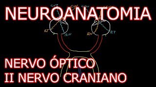 Aula Neuroanatomia  Nervo Óptico II Nervo Craniano e o Sistema Visual  Neuroanatomia 62 [upl. by Zicarelli]