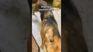 Awara Jerry dog doglover awara ghumighumi traveller dogvideos shorts shortsviral ytshort [upl. by Swithbert]