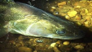 Zander and barbel fishing on the River Trent [upl. by Acsisnarf]