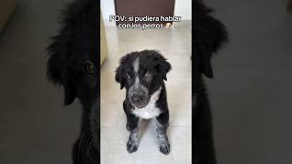 Mi perro puede hablar 🗣️🐶 [upl. by Cecily]