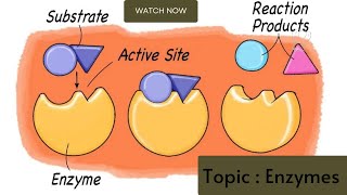 Factors affecting the Enzyme Activity [upl. by Baldwin]