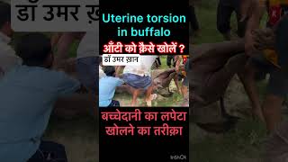 Uterine torsion in buffalo l dr Umar khan [upl. by Ostraw]