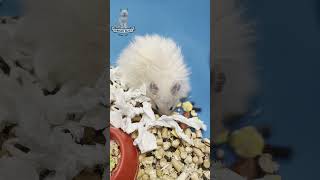 Hamster Havoc 🐹🧹 cat cats funny shorts fyp [upl. by Karney]